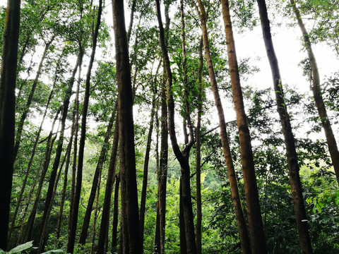 深圳筆架山森林