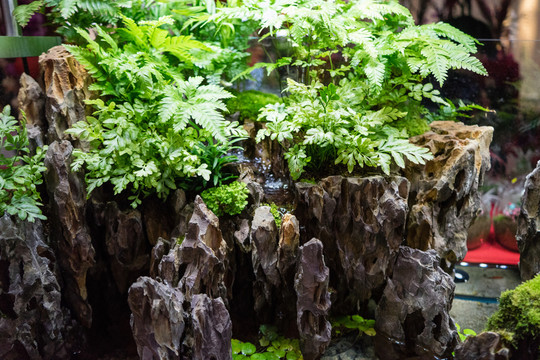 水族造型 魚缸造景