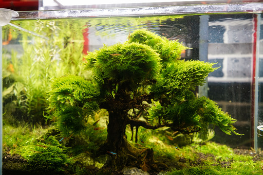 水族造型 魚缸造景