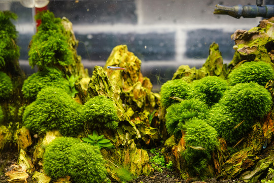 水族造型 魚缸造景