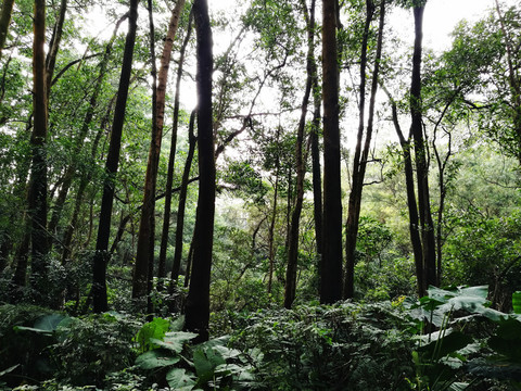 深圳筆架山森林公園