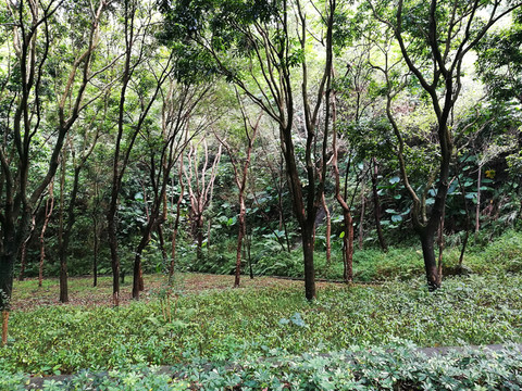 深圳筆架山森林公園風光