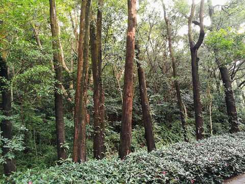 深圳筆架山森林公園風(fēng)景