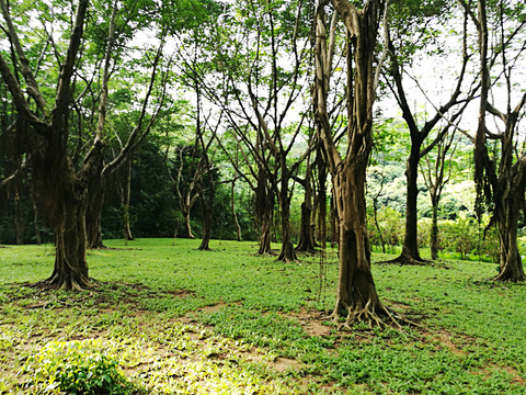 深圳福田筆記山森林公園