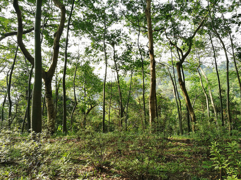 筆架山森林公園