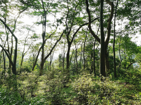 深圳筆架山森林公園