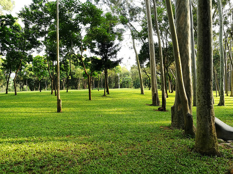 深圳筆架山森林公園風光
