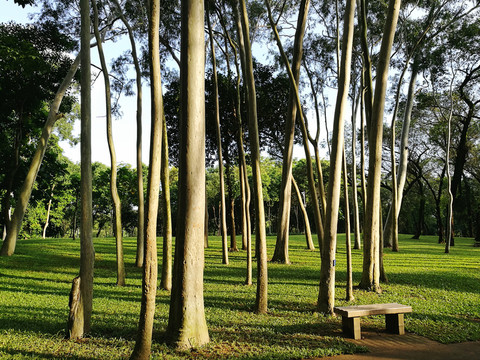 筆架山森林公園樹林風(fēng)光
