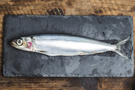 沙丁魚(yú)