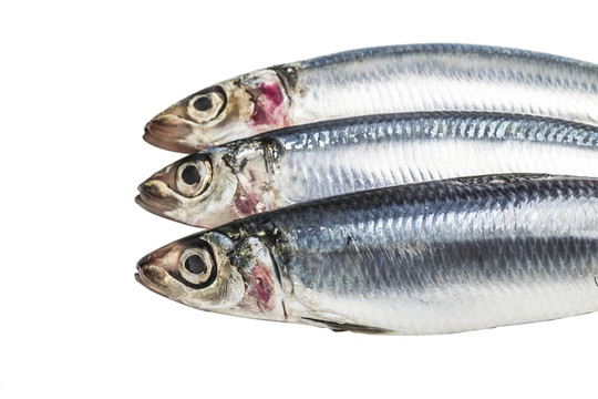 沙丁魚(yú)