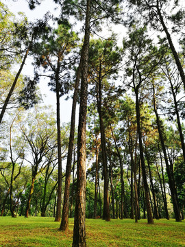 筆架山森林公園森林