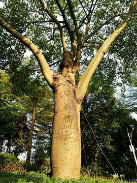 筆架山森林公園樹木