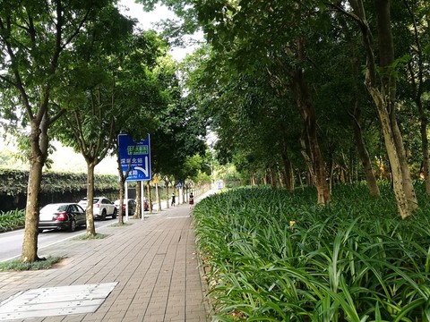深圳林蔭道路