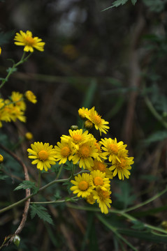 野菊花
