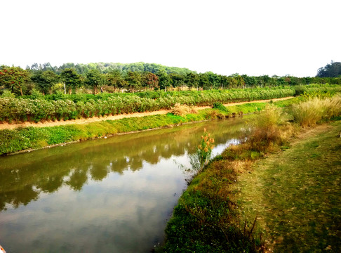 綠樹(shù)湖岸