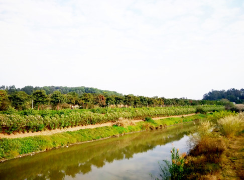 綠樹湖岸