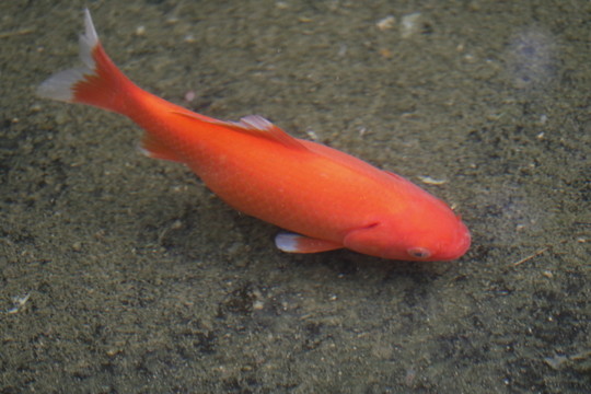觀賞魚