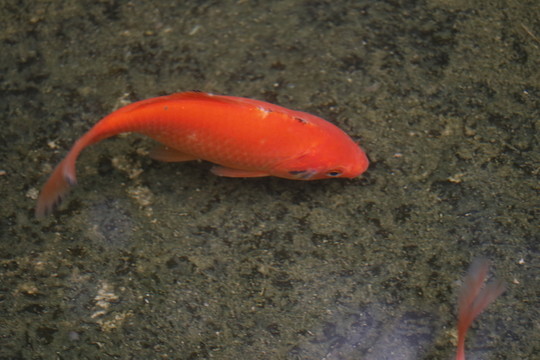 觀賞魚
