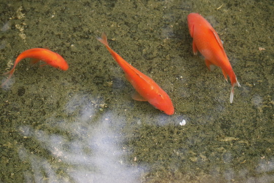 觀賞魚