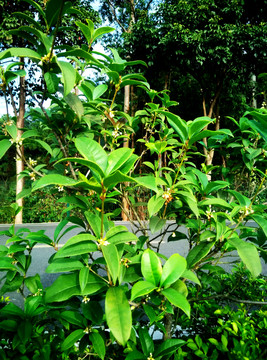 綠色植物