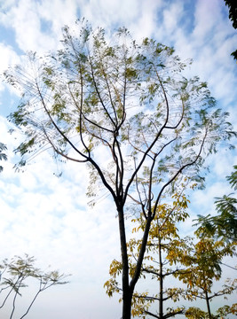 藍(lán)天 樹