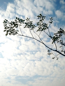 藍天下的樹枝