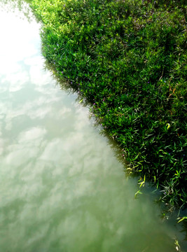 水邊 水草