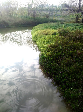 水邊 水草