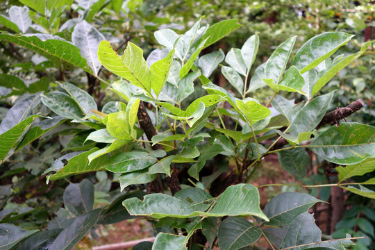 吳茱萸
