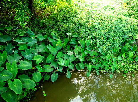 湖水 綠樹(shù) 藍(lán)天 荷葉 植物