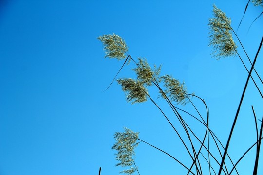 蘆葦
