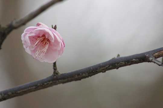 春意盎然