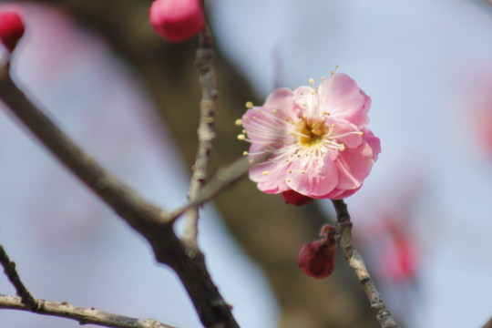 春意盎然