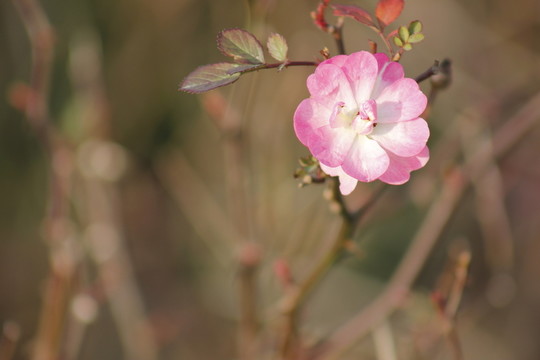 春意盎然