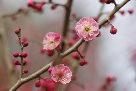 春意盎然