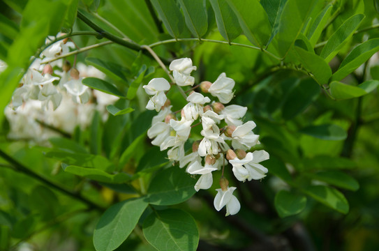 槐花 槐樹 槐樹花