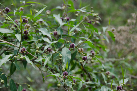 杠柳 杠柳花 植物
