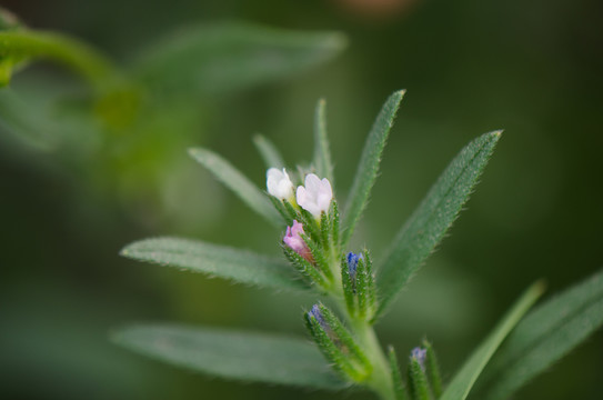 田紫草