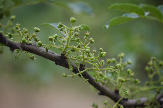 花椒 花椒果實(shí)