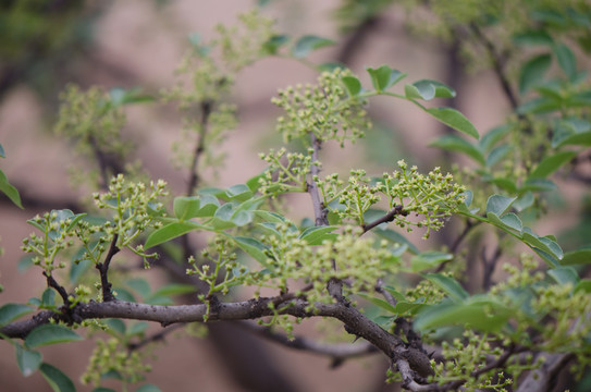 花椒 花椒果實