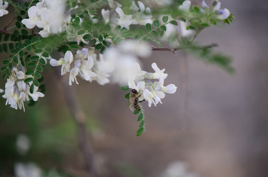 蜜蜂 槐花 槐樹(shù) 槐樹(shù)花