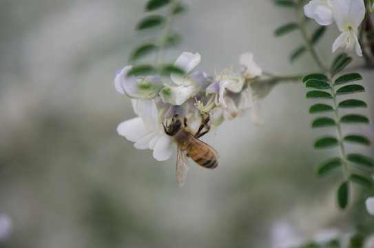 蜜蜂 槐花 槐樹(shù) 槐樹(shù)花
