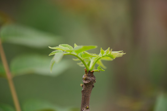 香椿 香椿樹 香椿芽