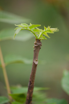香椿 香椿樹 香椿芽