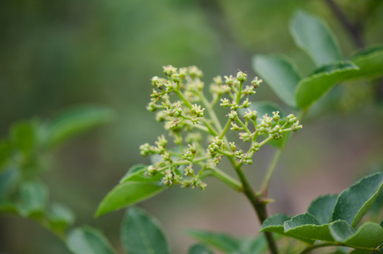 花椒果實(shí) 花椒芽