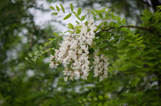 槐花 槐樹(shù) 槐樹(shù)花