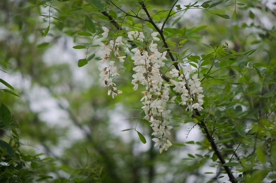 槐花 槐樹 槐樹花