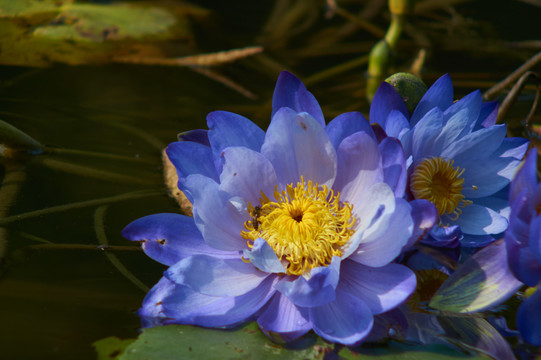 藍(lán)蓮花