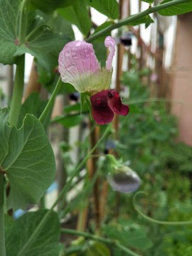 荷蘭豆花