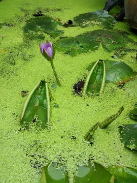 荷
